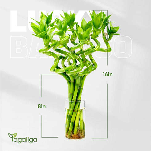 10 8 Inch Fresh Lucky Bamboo Stalks Spiral Style Live Plant - for Home Office Decor, Feng Shui & Good Fortune