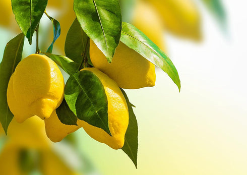 2 Food to Live Organic Lemon Powder, Pounds - Non-GMO, Unsulfured, Made from Raw Dried Citrus Fruit, Vegan, Bulk, Great