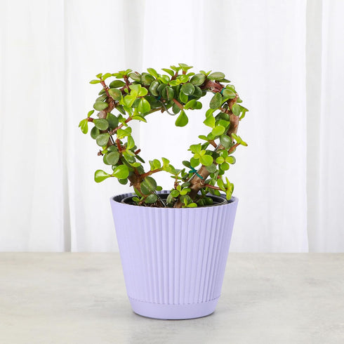 4-inch Thorsen's Greenhouse, Heart-Shaped Jade Bonsai Plant, Live Indoor Plant, Gift, Succulent Plant, Diameter Pot