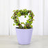 4-inch Thorsen's Greenhouse, Heart-Shaped Jade Bonsai Plant, Live Indoor Plant, Gift, Succulent Plant, Diameter Pot