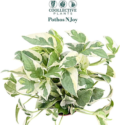 4" CoollectivePlants Pothos NJoy Live Plant in Growers Pot Indoor Low Maintenance Houseplant, Variegated Green & White