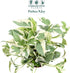 4" CoollectivePlants Pothos NJoy Live Plant in Growers Pot Indoor Low Maintenance Houseplant, Variegated Green & White