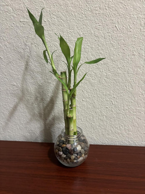 Generic 3 4,6, 8 Stright Live Lucky Bamboo Stalks Arrangement & in Small Round Glass Pot with Rocks and Free Lucky