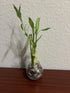 Generic 3 (1x 6" 1X 4" Stalks,1X 8" (1) Twisted Bamboo - Stalk Live Lucky Bamboo Plant - Stalk, - - Stalks) - Live