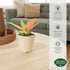 Arcadia Garden Products 4-inch, Live Prince of Orange Philodendron Rare Indoor Houseplant in Plastic Pot, Tropical