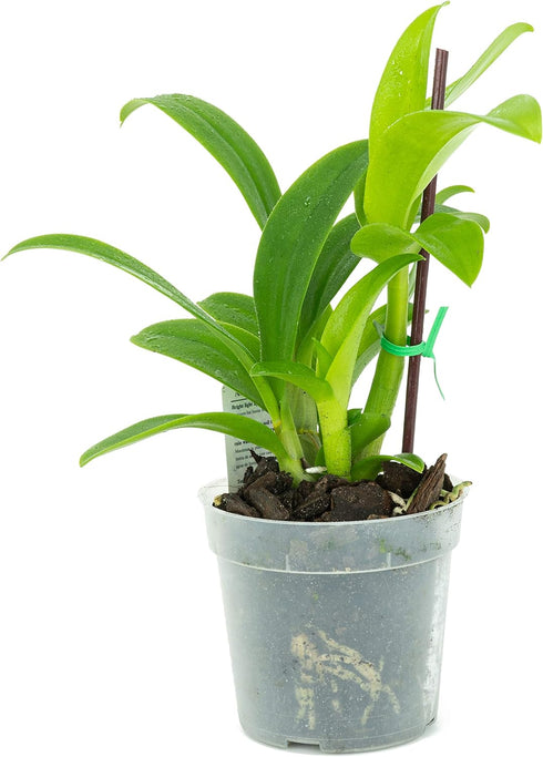 1 Live Orchid Plant | Dendrobium Orchid | Real Houseplant in Potting Soil Mix with Orchid Pot | Orchids | Flowering