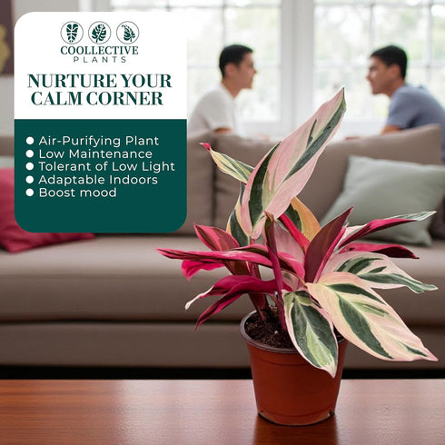 4 CoollectivePlants Stromanthe Triostar Live Plant in Growers Pot Rare Tricolor Houseplant, Easy Care Indoor Plant, Low