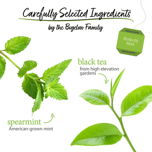 20 Count (Pack 6), 120 Bigelow Tea Perfectly Mint Black Tea, Caffeinated with Spearmint, Box of Total Tea Bags
