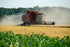 Early Morning Harvest Organic Pastry Flour - Made from Certified Organic, Non-GMO Whole Wheat - Stone Ground Flour