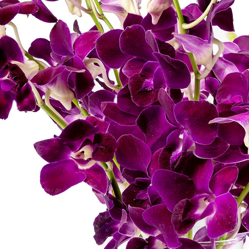 Generic (10 Fresh Cut Orchids Flowers - Purple Orchids Bouquet - PRIME QUALITY - Gift for Easter, Anniversaries