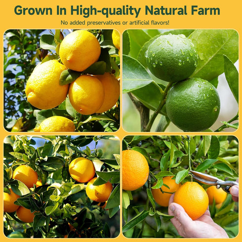 3-Pack LIME,9oz With10 1 Dehydrated ORANGE,LEMON & total,Premium Craft Cocktail Garnish Pcs Drink Umbrellas Picks