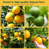 3-Pack LIME,9oz With10 1 Dehydrated ORANGE,LEMON & total,Premium Craft Cocktail Garnish Pcs Drink Umbrellas Picks