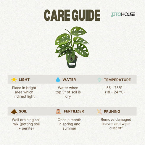 Monstera Adansonii Swiss Cheese - Live Full Size Indoor Plants Houseplants, Air Purifier Indoor Plants | Real Plants