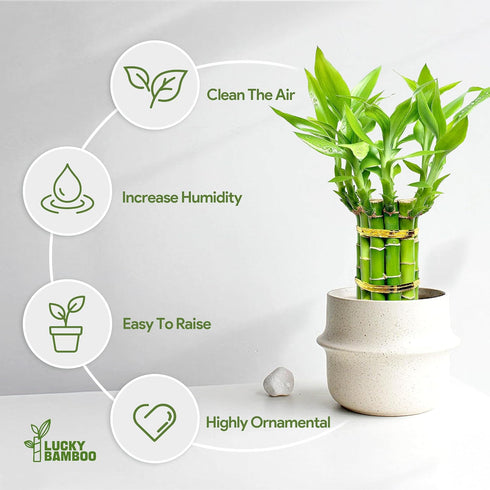 (10 8 Inch) Lucky Bamboo Plants Live Indoor Stalks, - Fresh House Plants for Office Desk, Home Decor, for Positive