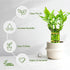 (10 6 Inch) Lucky Bamboo Plants Live Indoor Stalks, - Fresh House Plants for Office Desk, Home Decor, for Positive