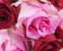Stemmed Dozen) KaBloom - Bouquet of Long Red and Pink Roses (Half - Fresh Flowers for Birthday, Valentine's & Mother's