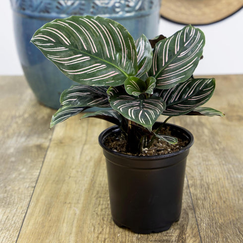 (3PK) 4 Inch Pet Safe Live Prayer Plant Calathea Collection in Pots, Pet Friendly Houseplants, Rattlesnake Plant