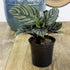 (3PK) 4 Inch Pet Safe Live Prayer Plant Calathea Collection in Pots, Pet Friendly Houseplants, Rattlesnake Plant