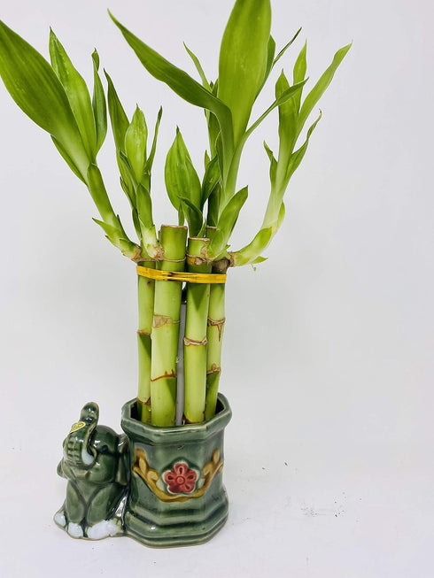 JM BAMBOO Small Lucky Bamboo Arrangement Happy Elephant Favor Unique from jmbamboo
