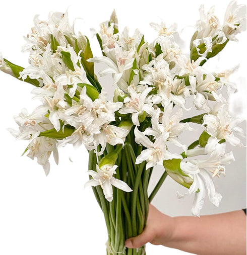 10 Elegant White Lycoris Radiata Bouquet - Premium Floral Stems for Home D cor