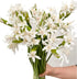 10 Elegant White Lycoris Radiata Bouquet - Premium Floral Stems for Home D cor