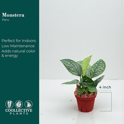 4" CoollectivePlants Monstera Peru | Live Indoor Houseplant in Pot, Easy Care, Low Maintenance, Drought-Tolerant