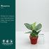 4" CoollectivePlants Monstera Peru | Live Indoor Houseplant in Pot, Easy Care, Low Maintenance, Drought-Tolerant