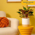 12-18 Inches Costa Farms Chinese Evergreen Live Plant in Decorative Pot, Easy to Maintain, Air Purifying Indoor