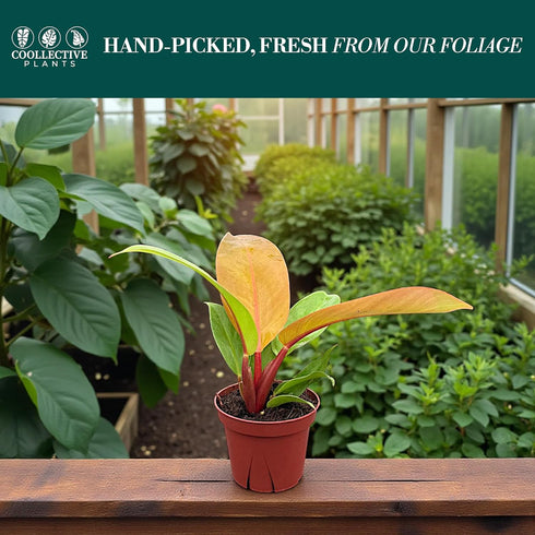 4" CoollectivePlants Philodendron Tangerine | Live Indoor Houseplant in Pot, Easy Care, Low Maintenance, Fast Growing