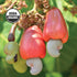 8 (227 Wilderness Poets Cashews - Organic Raw Cashew Nuts, Ounce Grams)