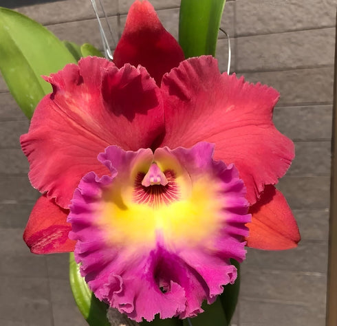 Aloha Hawaii Orchids Cattleya Orchid