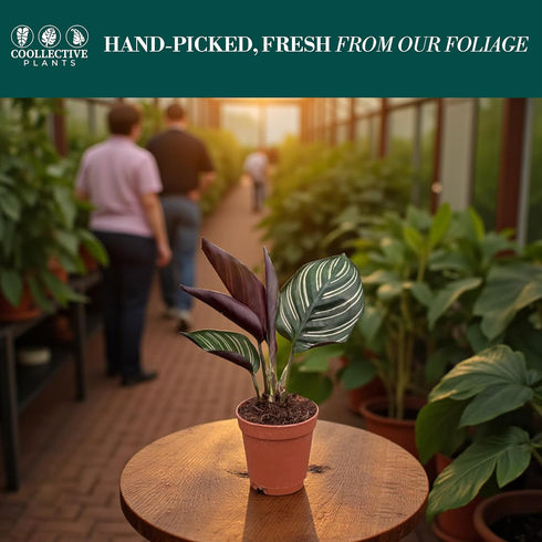 4" Calathea Ornata Live Plant in Growers Pot Easy Care Indoor Houseplant, Low Maintenance Tropical Prayer Plant, Pet
