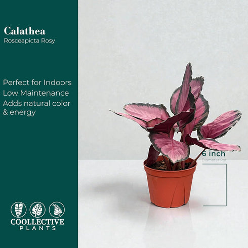 6 CoollectivePlants Calathea Rosceapicta Rosy Live Indoor Plant in Grower Pot, Easy Care Tropical Houseplant, Low
