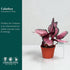 6 CoollectivePlants Calathea Rosceapicta Rosy Live Indoor Plant in Grower Pot, Easy Care Tropical Houseplant, Low