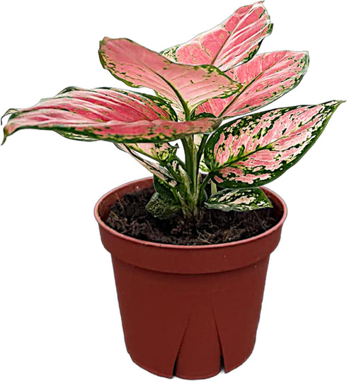 CoollectivePlants Aglaonema Cherry Live Plant in 4" Pot Chinese Evergreen Indoor Houseplant,