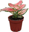 CoollectivePlants Aglaonema Cherry Live Plant in 4" Pot Chinese Evergreen Indoor Houseplant,