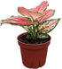 CoollectivePlants Aglaonema Cherry Live Plant in 4" Pot Chinese Evergreen Indoor Houseplant,
