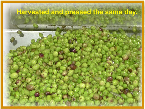 1 Ancient Tree Olive Oil Extra Virgin Cold Pressed, Unfiltered Imported Lebanon Liter
