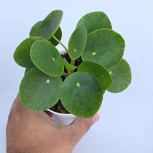 2.5 Inch 4 Inch 4 inch Chinese Money Plant Live (Pilea Peperomioides) | Available in & Nursery Pot or Add Our Geometric