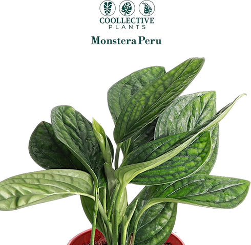 4 Inch (6" Monstera Peru | Live Plant in a Growers Pot | Live Indoor, Easy to Grow, Easy to Care, and Low Maintenance