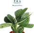 4 Inch (6" Monstera Peru | Live Plant in a Growers Pot | Live Indoor, Easy to Grow, Easy to Care, and Low Maintenance