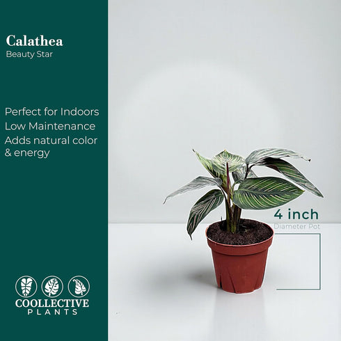 4" Calathea Beauty Star Live Plant in Pot Prayer Plant Indoor Houseplant, Pet Friendly, Easy Care, Low Maintenance