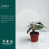 4" Calathea Beauty Star Live Plant in Pot Prayer Plant Indoor Houseplant, Pet Friendly, Easy Care, Low Maintenance