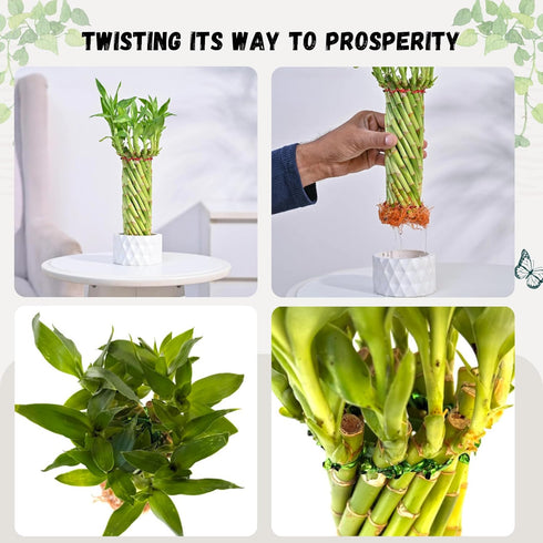 15 Pack) Live Two Tier Lucky Bamboo Plant - Bundle of Stalks - Easy to Grow, Air Purifying, Live Indoor Houseplants