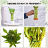 15 Pack) Live Two Tier Lucky Bamboo Plant - Bundle of Stalks - Easy to Grow, Air Purifying, Live Indoor Houseplants