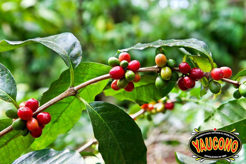 2 (Pack 1) Yaucono Whole Bean Coffee in Bag, Medium Roast, Fresh From Puerto Rico, Pound