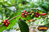 2 (Pack 1) Yaucono Whole Bean Coffee in Bag, Medium Roast, Fresh From Puerto Rico, Pound