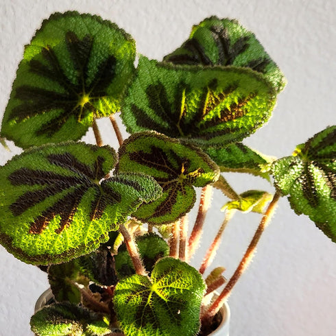 6" Begonia Masoniana Rock, Live Houseplant Decor in White Pot, Textured Leaves, Easy Botanical Gift, Iron Cross
