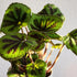6" Begonia Masoniana Rock, Live Houseplant Decor in White Pot, Textured Leaves, Easy Botanical Gift, Iron Cross
