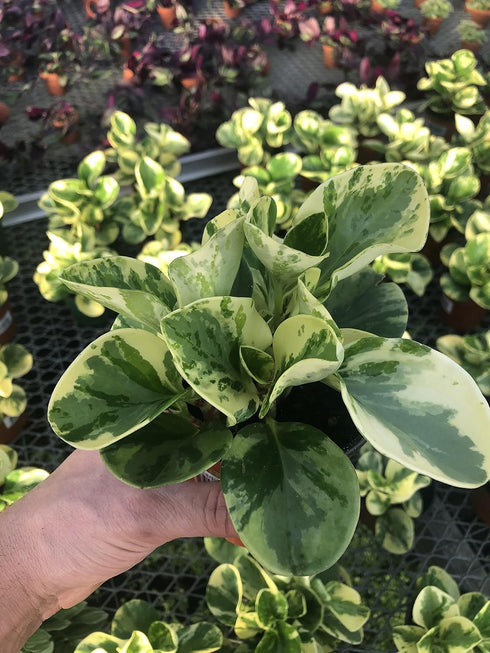 Generic Peperomia Marble ~ Live houseplant ~ Obtusifolia Marble ~ Variegated (4")